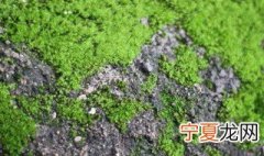 去青苔的方法 具体需要怎么去除