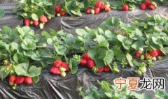 草莓是怎么种植的 草莓是怎么种植的