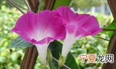 牵牛花种植方法 牵牛花如何种植