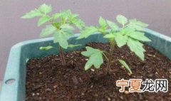 盆栽西红柿种植方法 如何种植盆栽西红柿