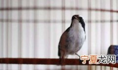 白燕鸟养殖方法 养白燕鸟的方法介绍