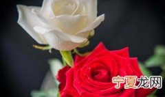 白玫瑰与红玫瑰的寓意 白玫瑰与红玫瑰的寓意是什么