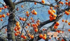 栽柿子树方法 怎么栽柿子树