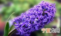 风信子分株方法 风信子如何分株