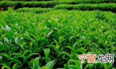 成年茶树施肥方法 成年茶树如何施肥