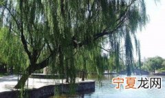 柳树的特点 柳树有什么特点