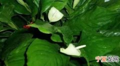 山茶花掉叶子怎么回事，茶花掉叶子怎么办 茶花掉叶子如何处理
