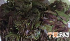 香椿怎么做成干的保存 香椿怎么晒干保存