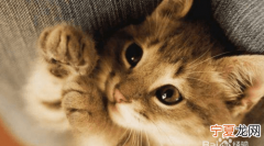 养猫需要注意哪些家里养猫需要 养猫需要注意的地方