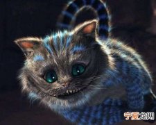 猫为什么晚上不睡觉，为什么猫晚上不睡觉