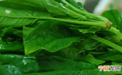 菠菜起源于哪里 菠菜起源介绍