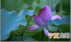梦见荷花是什么意思 梦见荷花是什么的意思