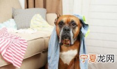 狗狗咬被子怎么处理 狗狗拆家处理方法分享