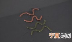 用不完的沙蚕怎么保存 沙蚕怎么保存