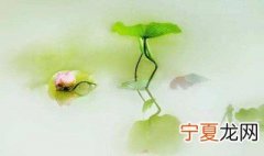 荷花发芽了怎么处理 这样处理最为正确