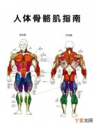 肌的中部称为什么，人体身上有哪些肌肉叫什么名字
