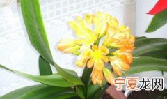 君子兰的寓意 君子兰有什么传说
