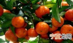 沙糖橘吃多了会怎样 砂糖橘扒完第二天能吃吗