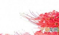 彼岸花种球怎么种植方法 彼岸花种球怎么种