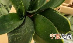 虎皮兰翻盆方法 怎么给虎皮兰换盆