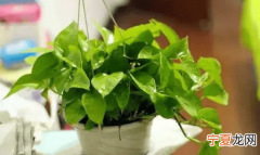 家中绿植选择要注意什么