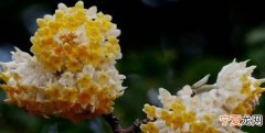 结香花什么时候发新芽，结香花怎么繁殖 结香花繁殖方法介绍