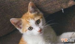 猫能吃黄桃酸奶，猫咪可以吃黄桃