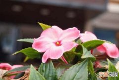 凤仙花生长过程 凤仙花是如何生长的