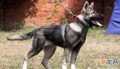 幽灵犬是什么品种，幽灵犬是什么样子的