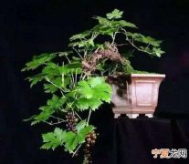 盆栽葡萄刚长叶子能结果，盆栽葡萄结果 盆栽葡萄会结果