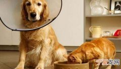 近亲猫咪可以交配，同父同母的猫能配
