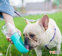 狗狗是喝热水还是冷水，狗狗是喝热水还是冷水 狗狗喝热水好不好