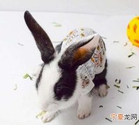 兔子刨衣服代表什么