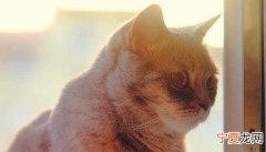 猫咪会被蚊子咬