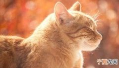 如何判断幼猫的结膜炎，我家猫咪好像得结膜炎了怎么办