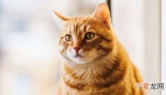 猫牙齿断了一半怎么办，猫的尖牙断了一半都是什么原因