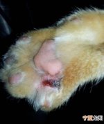 猫脚烂了什么原因，猫咪脚掌烂了怎么办