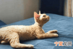 体外驱虫多久杀死虫子，体外驱虫与体内驱虫有什么区