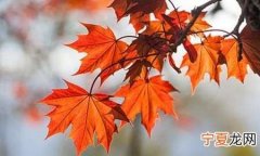 枫树叶子枯萎怎么抢救，红枫移栽后叶子枯萎如何抢救