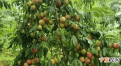 小李子什么时候成熟，李子的品种和成熟季节