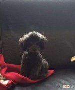 如何挑选一只好的泰迪幼犬 挑选一只好的泰迪幼犬方法
