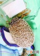 小刺猬可以吃面包虫吗,晚上发现一只可爱的小刺猬