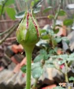 玫瑰花的生长过程 关于玫瑰花的生长过程