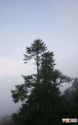 松树多久看出成活，黑松夏天下山桩多久能成活