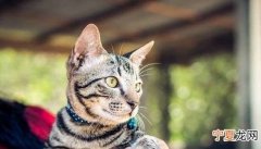猫牙齿掉了会长出来，猫牙掉了还会长出来吗