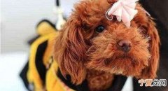 小泰迪能喝凉水 小泰迪能不能喝凉水