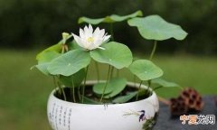 仙人荷花的养殖方法，水荷花的养殖方法 如何养护水荷花