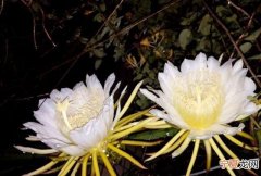 昙花一现是什么时候，昙花多长时间开一次 昙花在什么时候开放