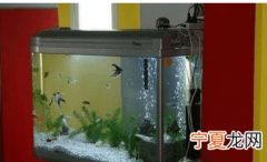 鱼为什么会跳出鱼缸，为什么金鱼常常从鱼缸中跳出来呢