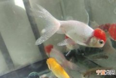 鱼缸小瓜虫哪里来的，鱼缸里有小瓜虫需要重新养水吗